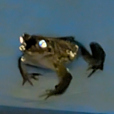 [?]