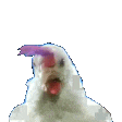 :chickendance:
