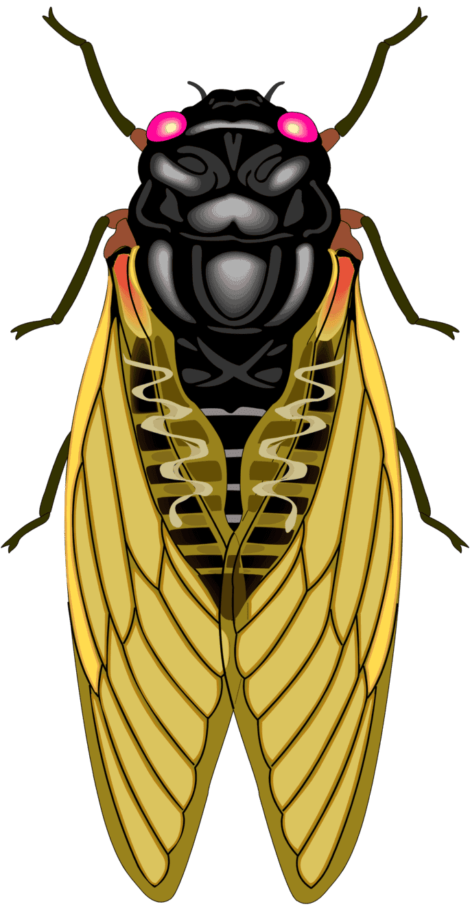 :CICADA_PNG: