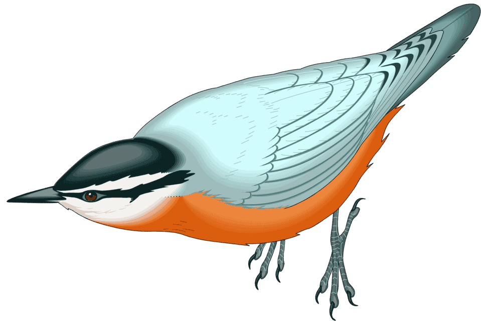 :NUTHATCH_PNG:
