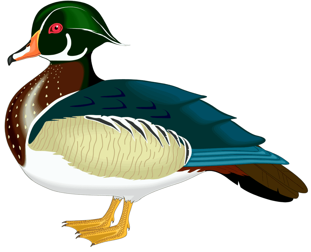 :WOODDUCK_PNG: