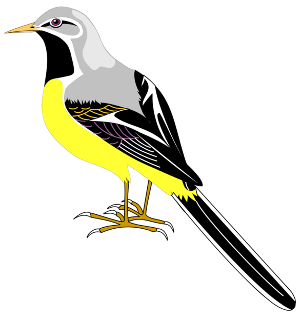 :BIRDGREY_PNG: