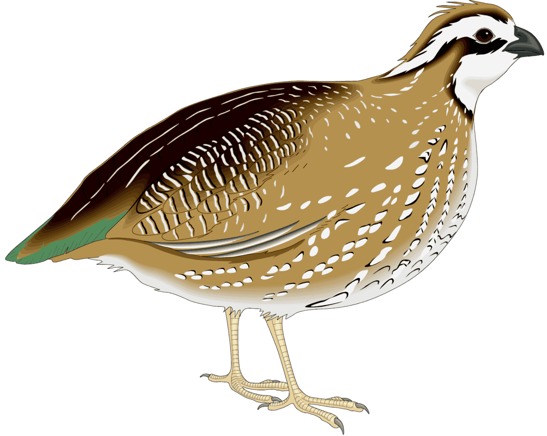 :BOBWHITE_PNG: