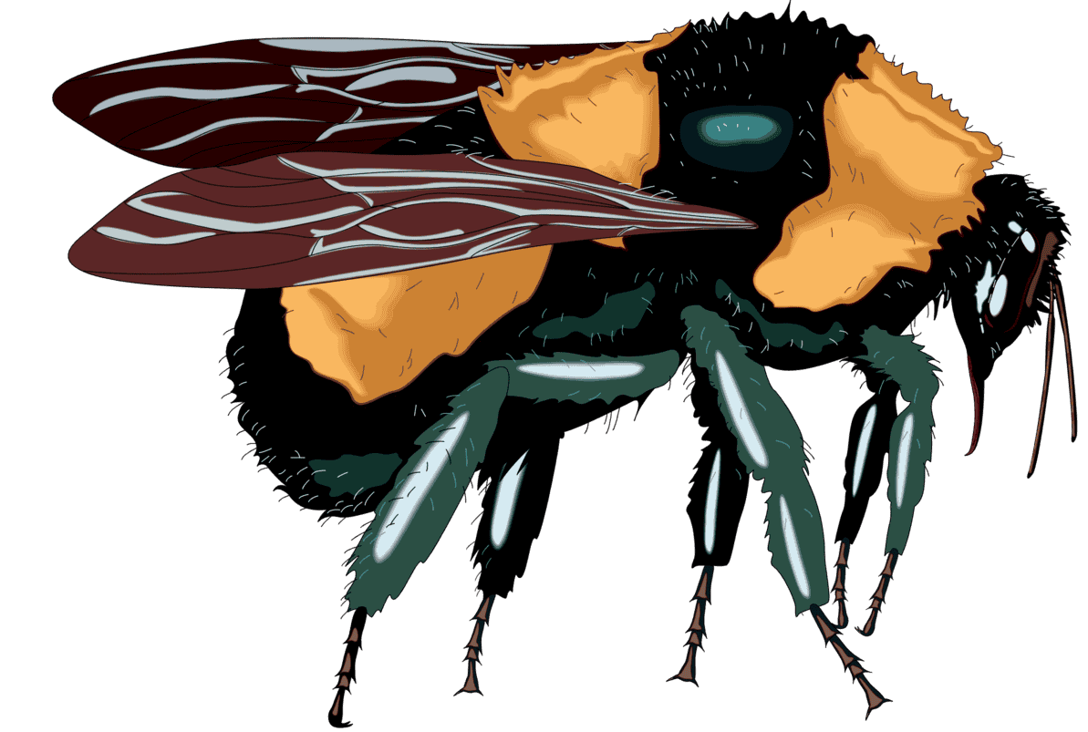 :BUMBLBEE_PNG: