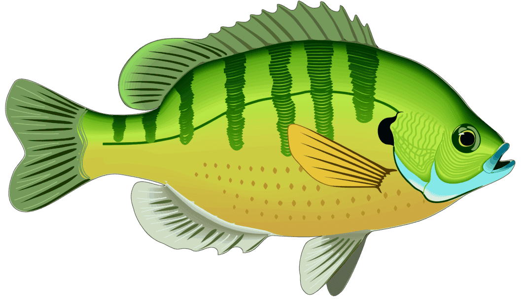 :BLUEGILL_PNG: