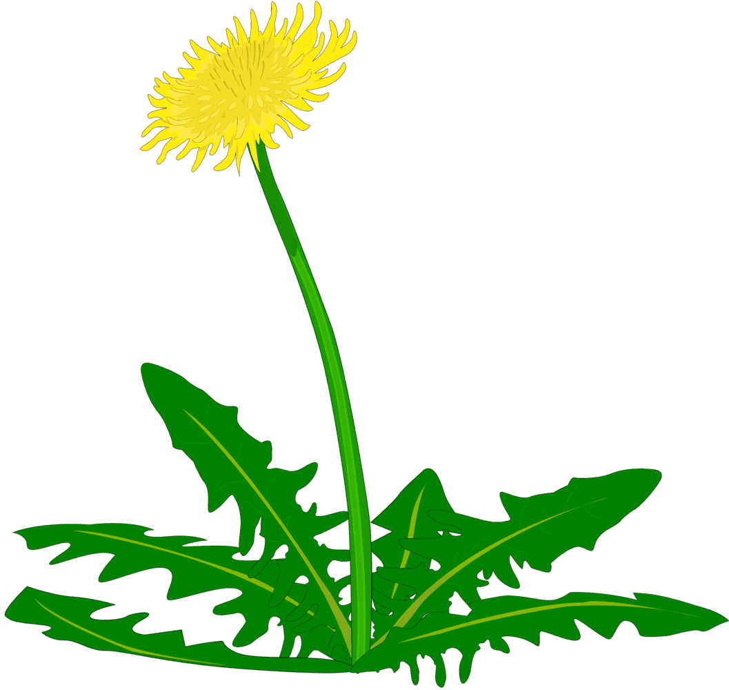 :DANDLION_PNG: