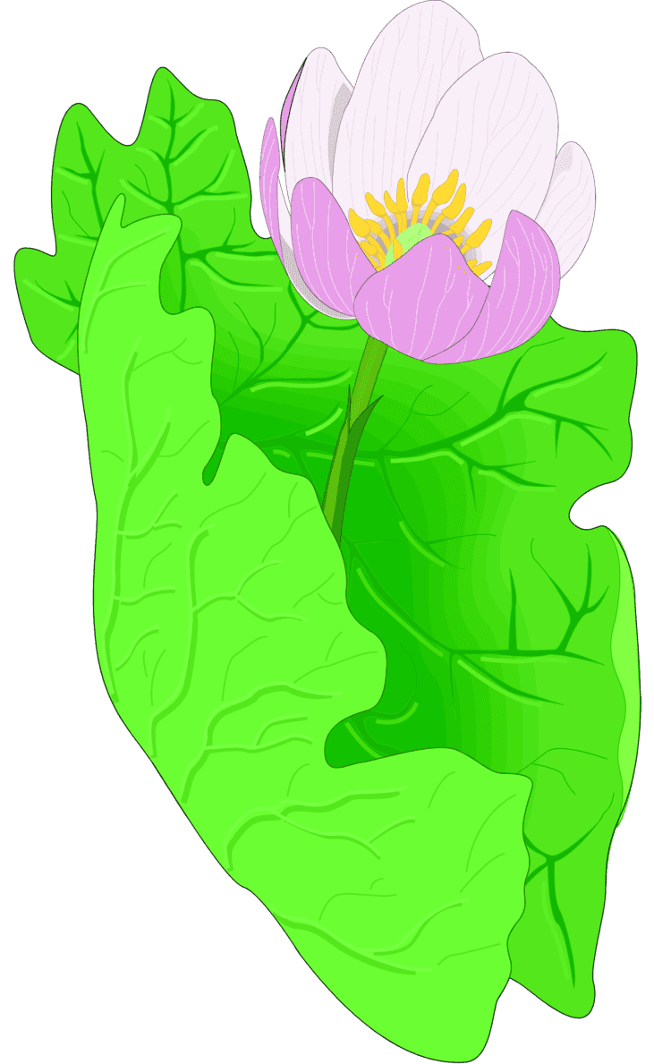 :BLOODROO_PNG: