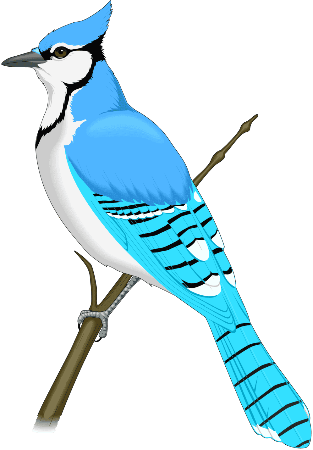 :BLUEJAY_PNG: