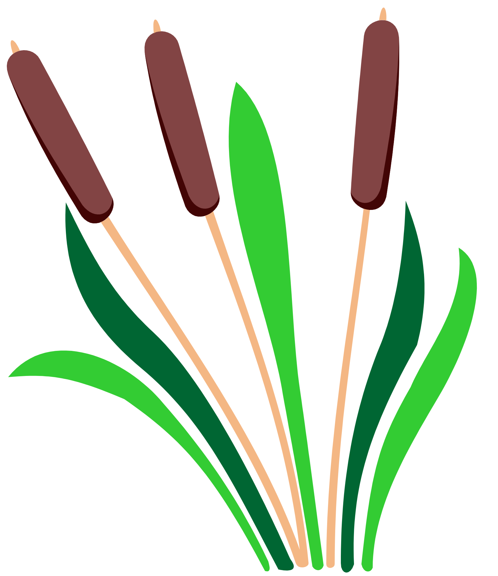 :CATTAILS_PNG: