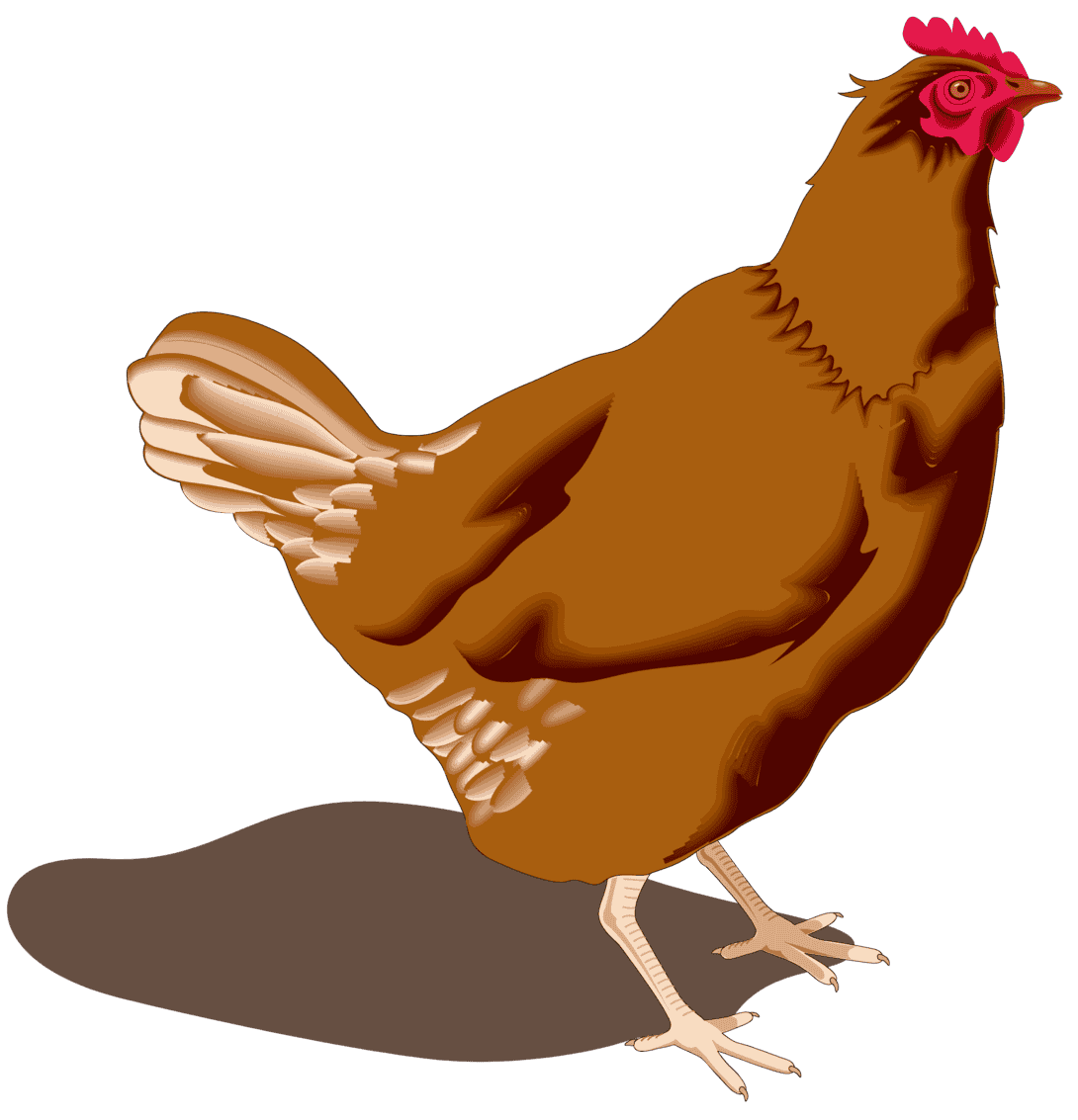 :CHICKENT_PNG: