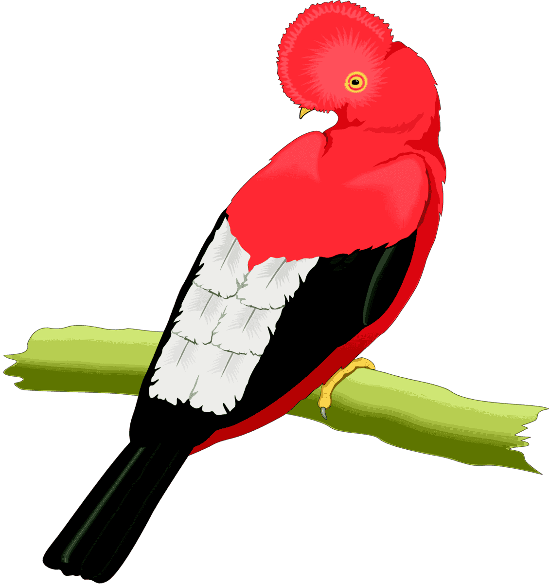 :COFTROCK_PNG: