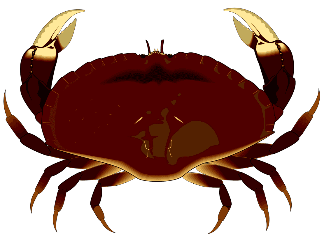 :DUNGENES_PNG:
