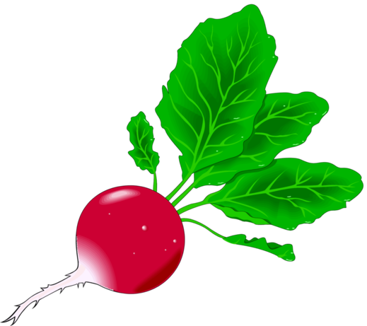 :RADISH_PNG:
