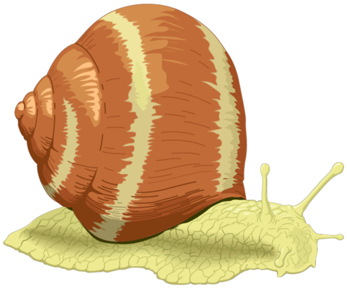 :SNAIL_PNG: