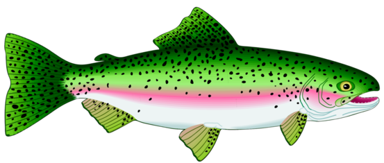 :TROUT_PNG: