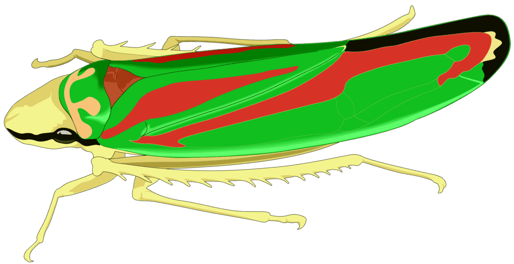 :LEAFHOPP_PNG: