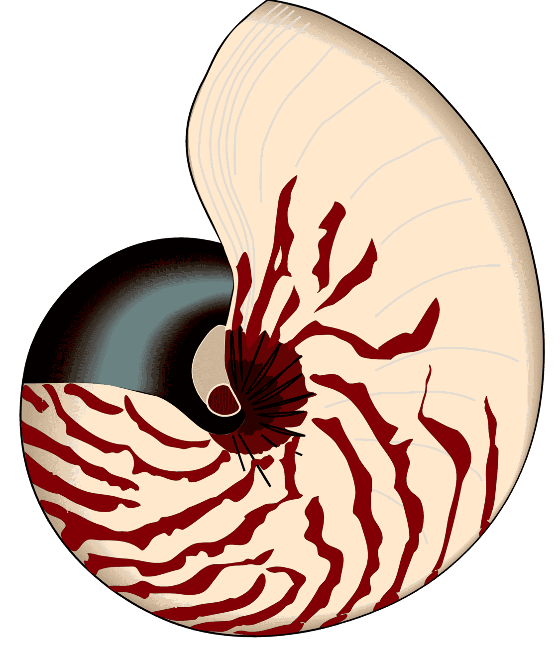 :NAUTILUS_PNG: