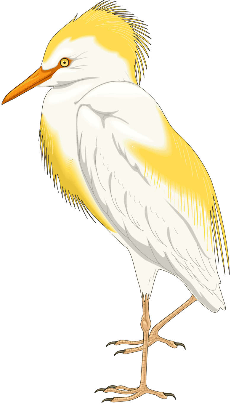:EGRET_PNG:
