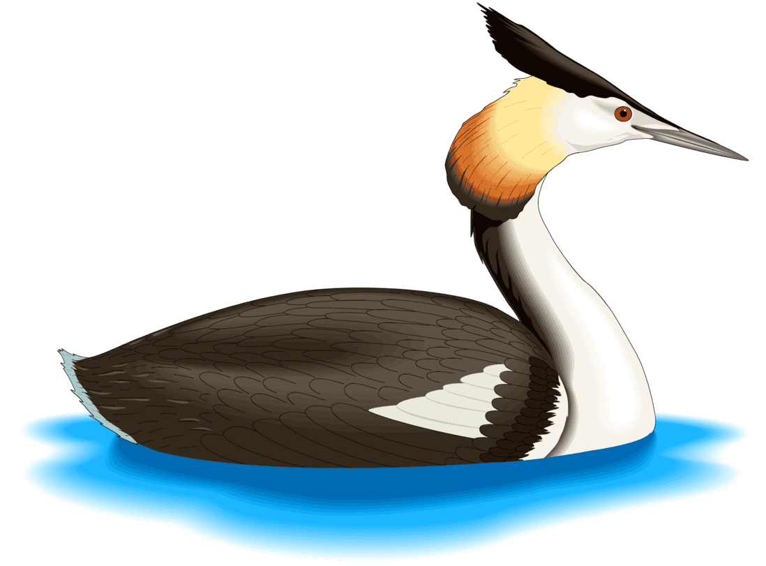 :GREBE_PNG: