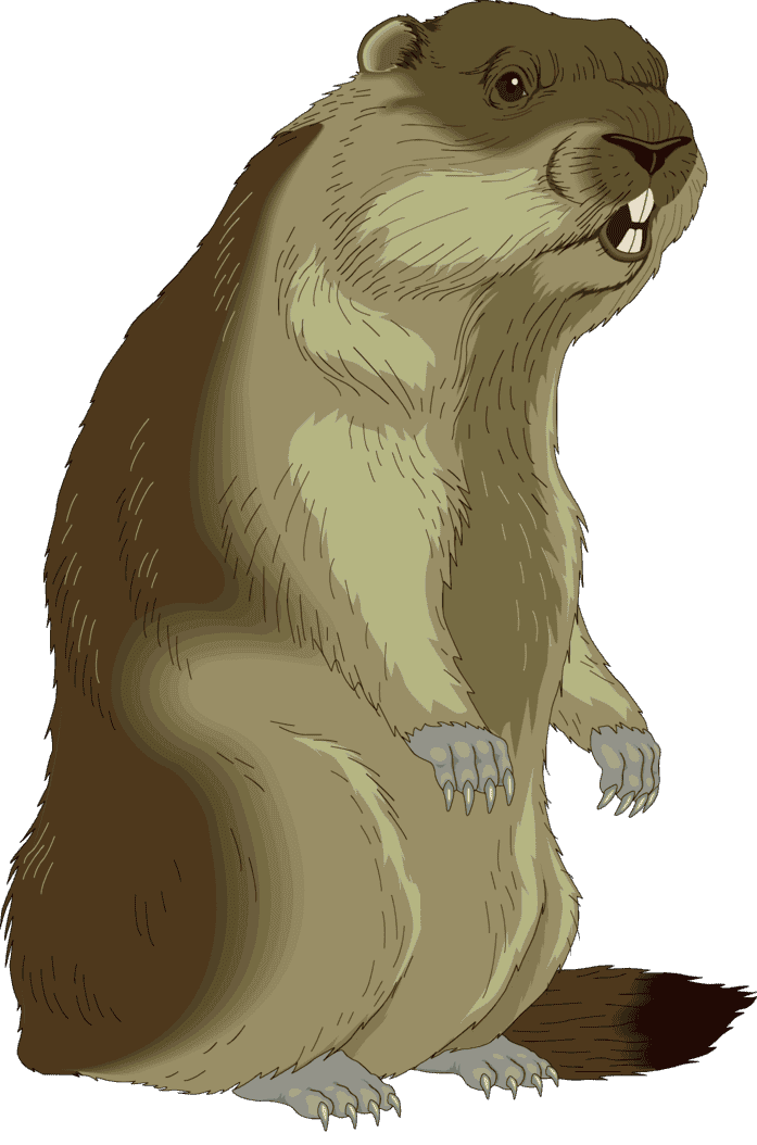 :MARMOT_PNG: