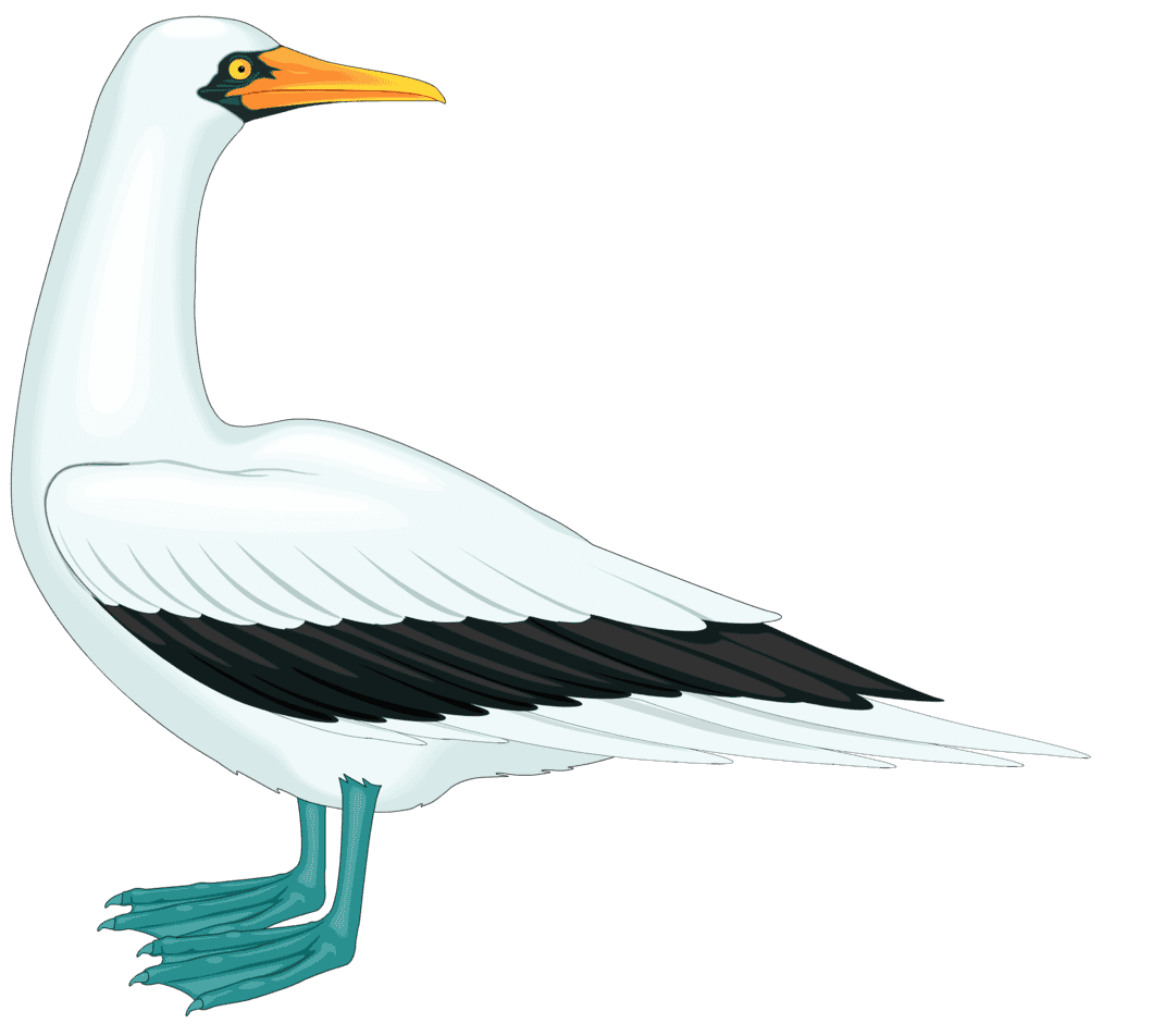 :M_BOOBY_PNG: