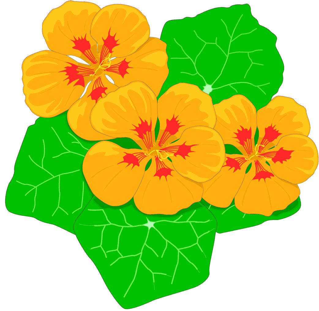 :NASTUR_PNG: