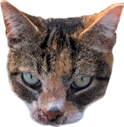 charlene_cat_head