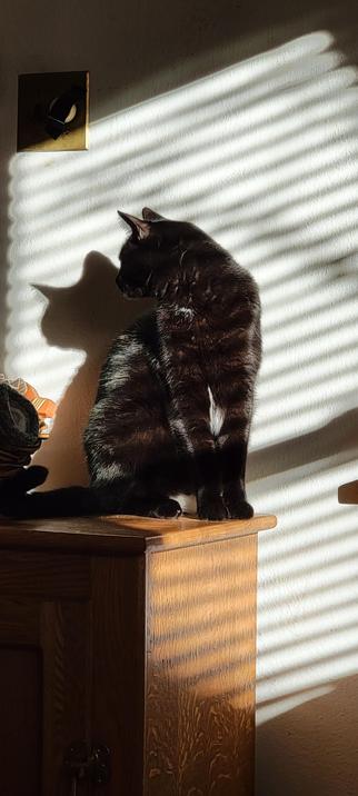 Black cat staring intently to the left, at what appears, to the observer (me) to be a blank wall. The cat stands in diagonal shadows cast by louvered window blinds