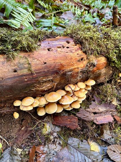 A cluster of many small mushrooms growing on a fallen tree. They are smooth, shiny with rain, and the golden hues of caramel flan.