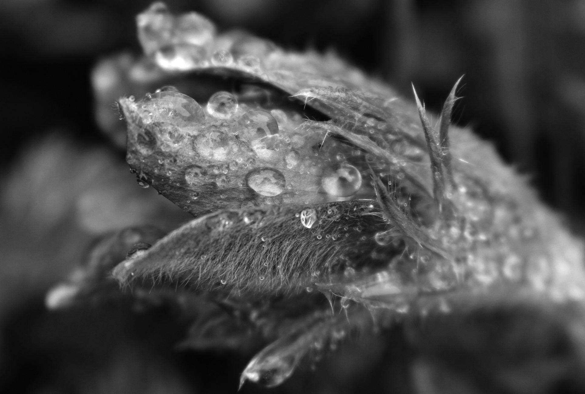 Macro photograph in black and white of a half closed pulsatilla flower, hairy petals and sepals drenched and covered with big drops of water.