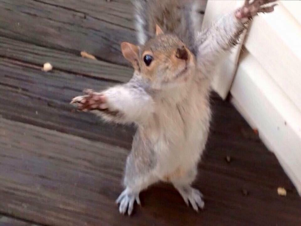 Grey squirrel reaching for a hug.