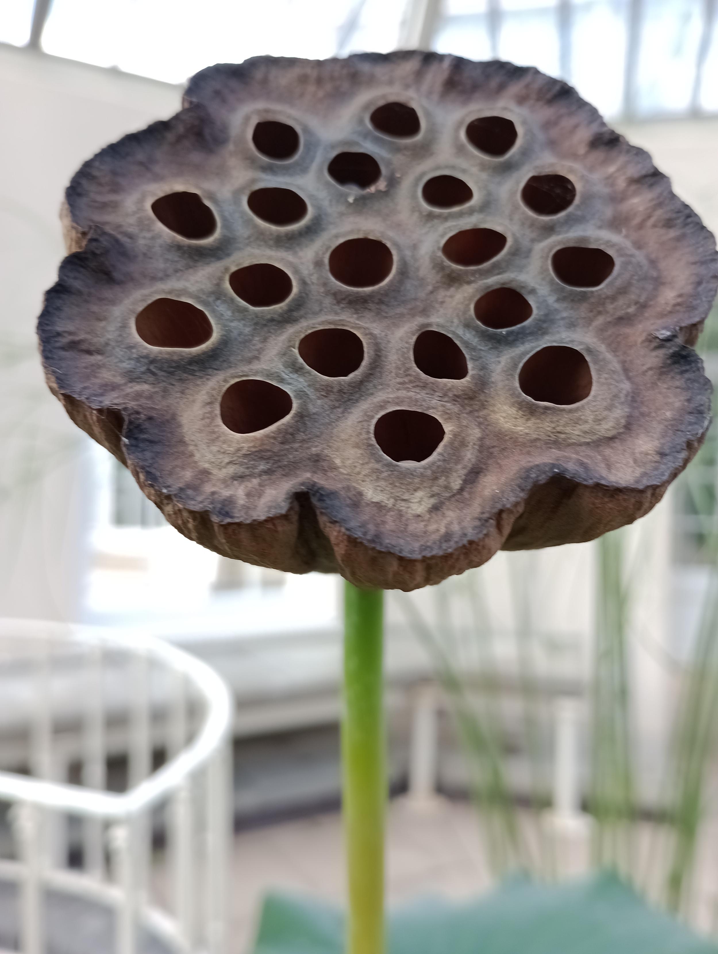 A picture of an empty of seeds lotus flower ( I think). It is a flat bowl with holes where the seeds were 