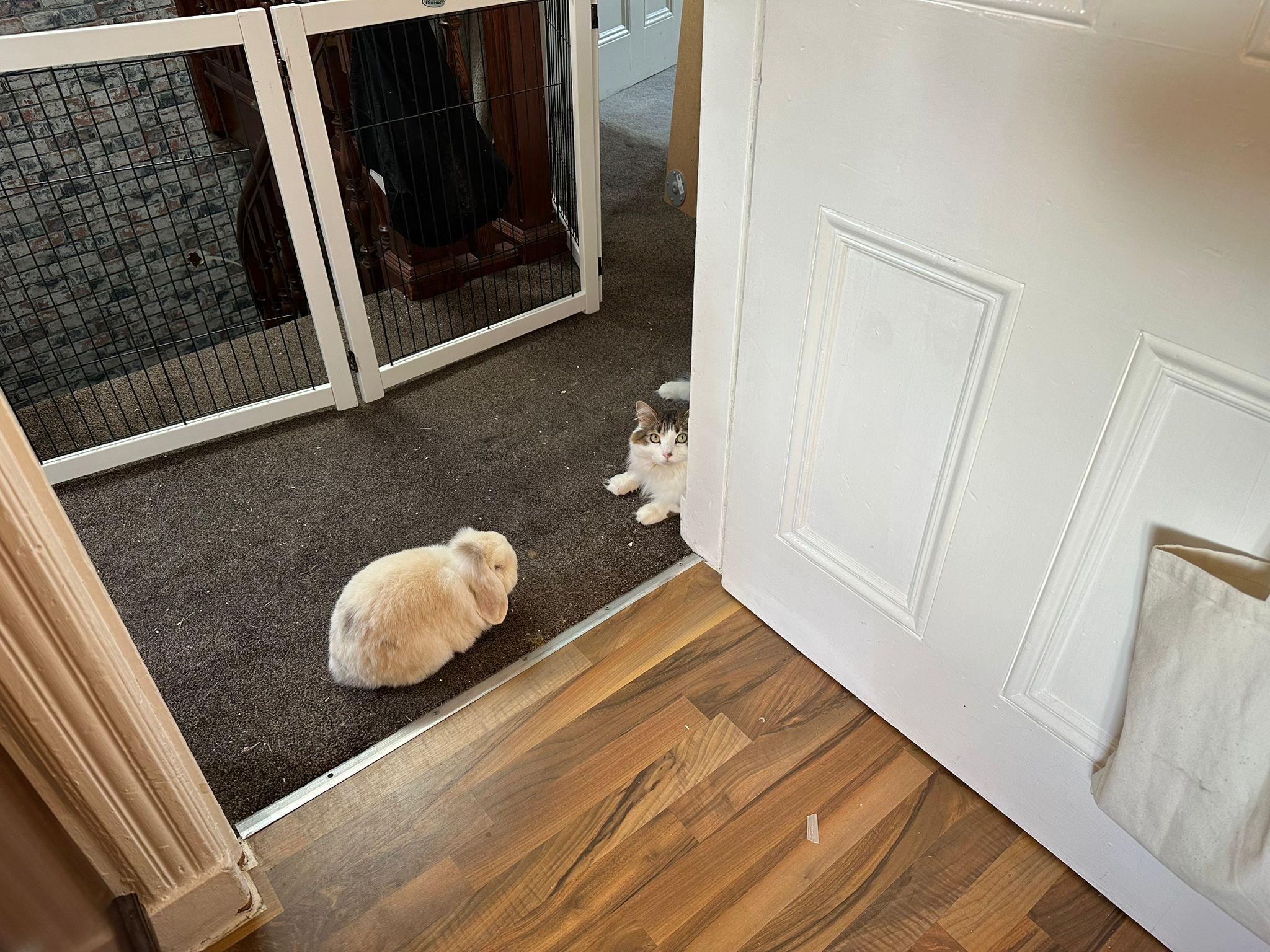 mini lop and fluffy cat both resting on the upstairs landing. the stairs down and a bunch of moving boxes are fenced off mini lop and fluffy cat both resting on the upstairs landing. the stairs down and a bunch of moving boxes are fenced off