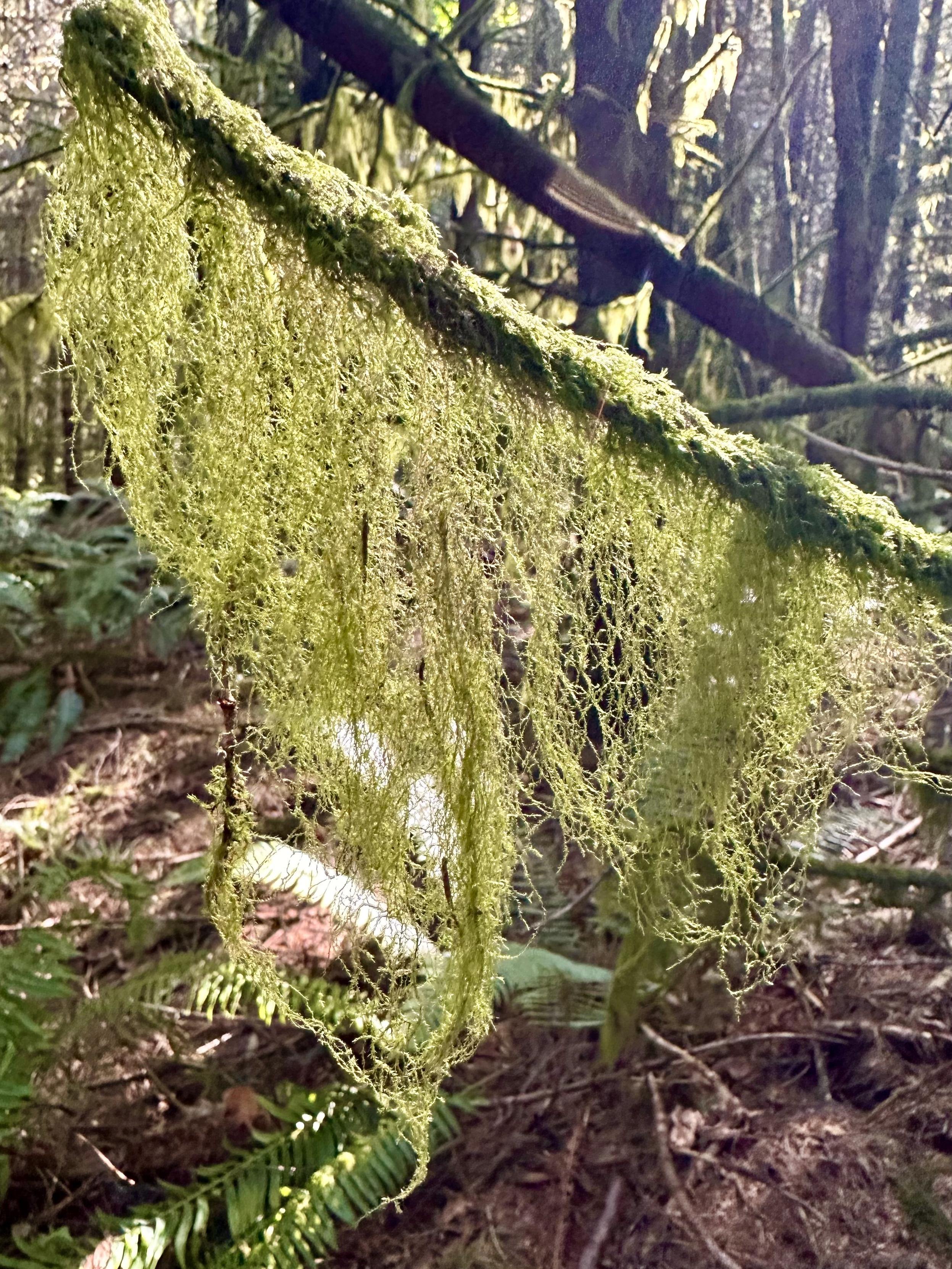 A long shaggy curtain of moss hangs from a branch in the forest.