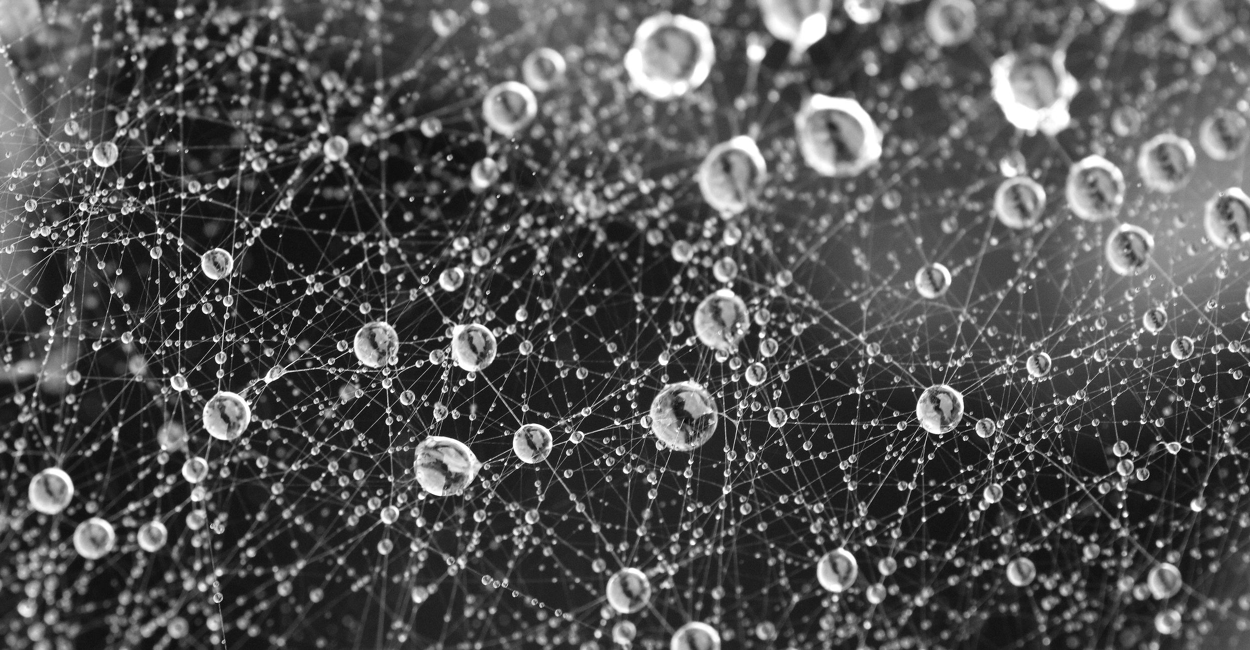 Black and white macro photograph of spherical raindrops of different sizes caught in several layers of spider webs, resembling a representation of the nervous system or a decentralized network.