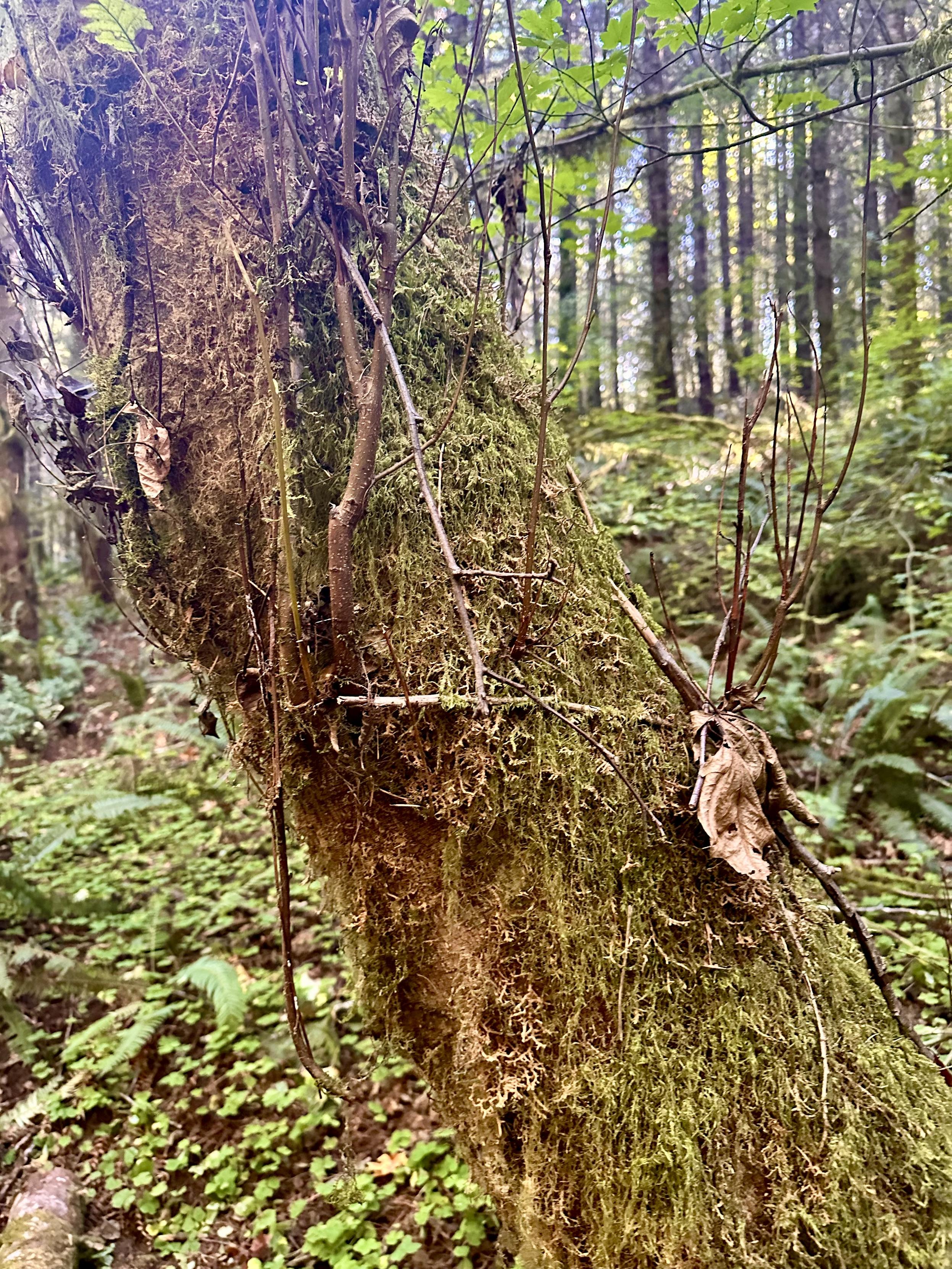 A thick tree trunk in the forest grows at an angle, while dense long shaggy moss hangs from it vertically.