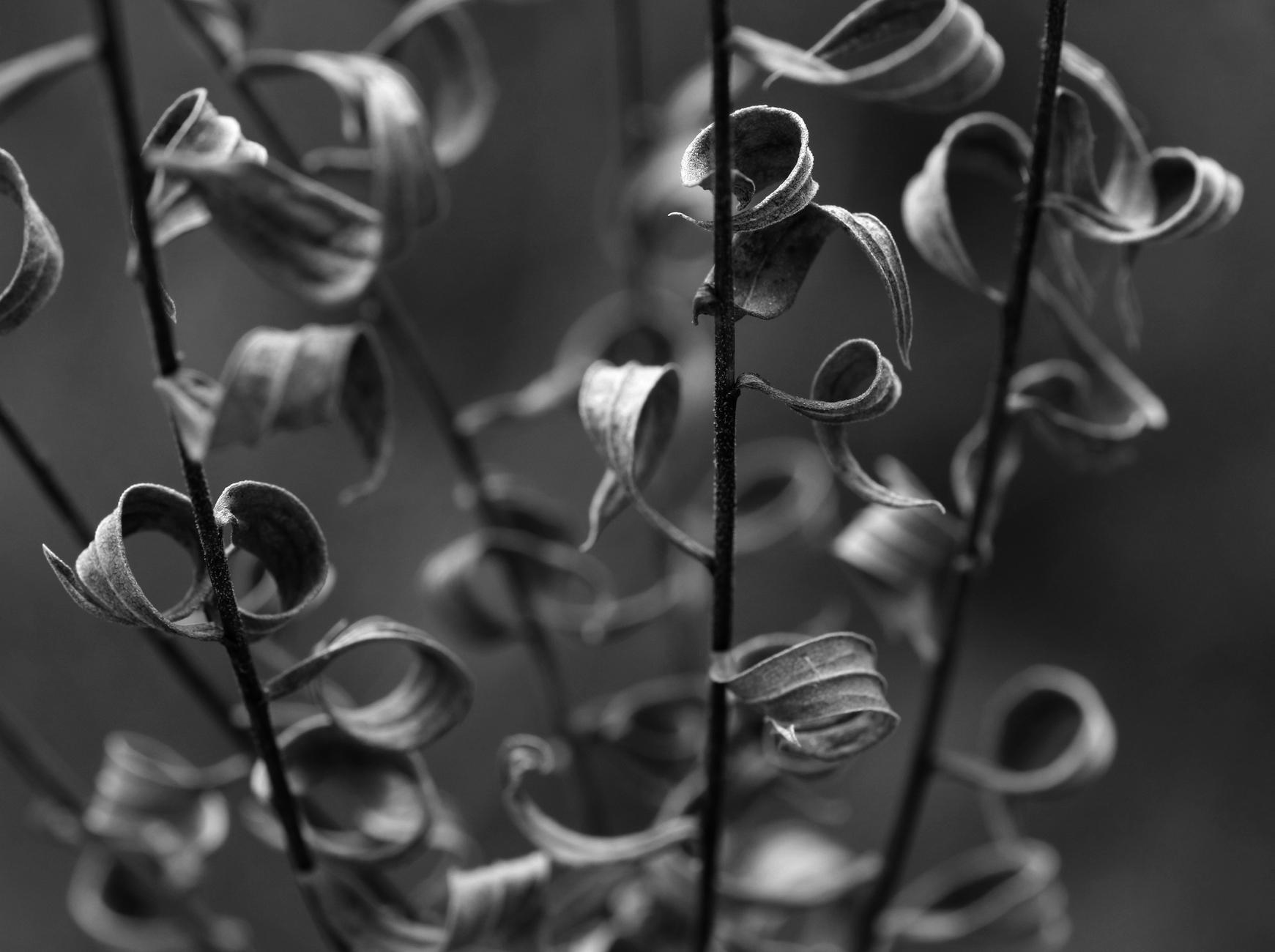 A black and white macro photograph of dried foliage on several stemns of a plant. The leaves are pointed and lanceolate, curled into loops due to dryness. Two of these loops are close together and are forming a heart shape on the left side of the photo. The edges and undersides of the leaves gleam slightly in the sunlight. The stems and leaves in the background are blurred.
Photographie macro en noir et blanc du feuillage séché sur plusieurs des tiges d'une plante. Les feuilles sont pointues et lancéolées, recourbées en boucles sous l'action de la sécheresse. Deux de ces boucles sont rapprochées et forment un coeur à gauche de la photo. Le rebord et le dessous des feuilles brillent légèrement au soleil. Les tiges et les feuilles à l'arrière-plan sont floues.