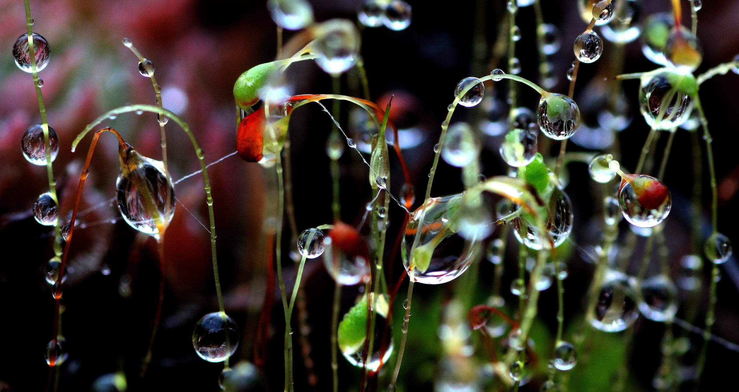 Macro photograph of a small clump of green moss and its fruiting stems, covered in raindrops during a downpour, highlighting red and orange, green and blue in the drops. At first glance, it's not clear what it is, giving a strange and somewhat abstract impression.
Photographie macro d'une petite touffe de mousse verte et ses tiges de fructifications, recouvertes de gouttes de pluie pendant une averse, faisant ressortir du rouge et du orange, du vert et du bleu dans les gouttes. À première vue, ce n'est pas clair de quoi il s'agit, donnant une impression étrange et un peu abstraite.