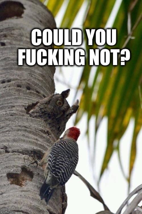 Meme photo. A woodpecker with a red head and speckled black and white feathers perched on the side of a tree with its back to the camera. Immediately above it, an owl pokes its head out of a hole in the tree, looking directly at the woodpecker, with a startled and furiously grumpy expression. The caption reads, "Could you fucking not?" in big capital letters. 