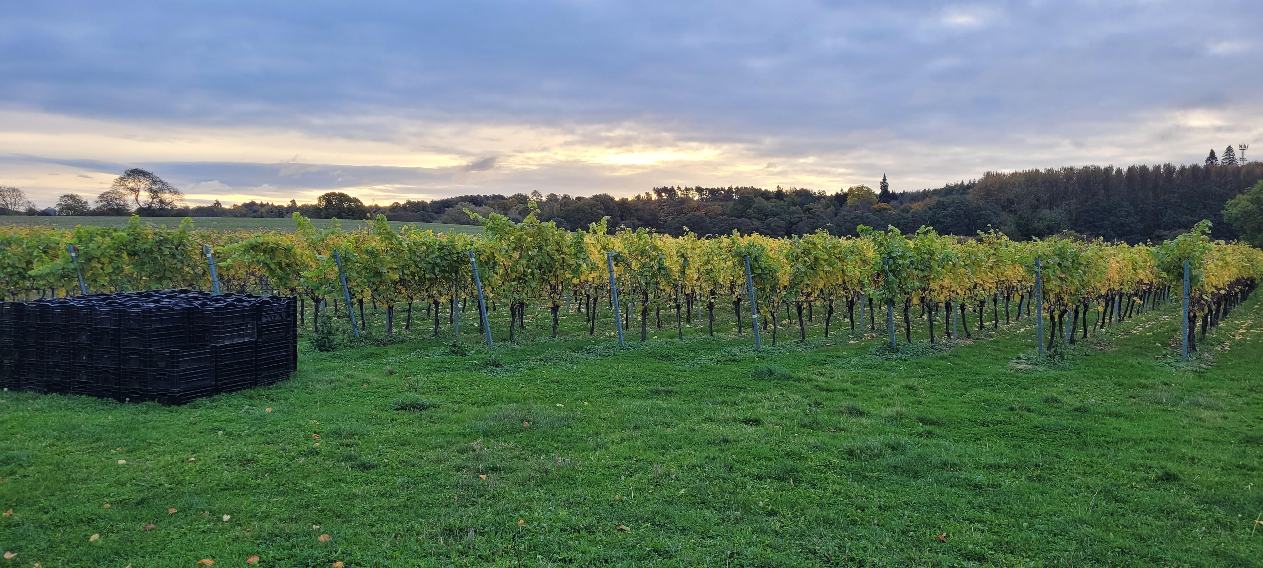 Sunrise over a chilly but glorious English morning. Vines stretch out as far as the eye can see. Deep greens and an almost metallic and gold stratified sky. 
