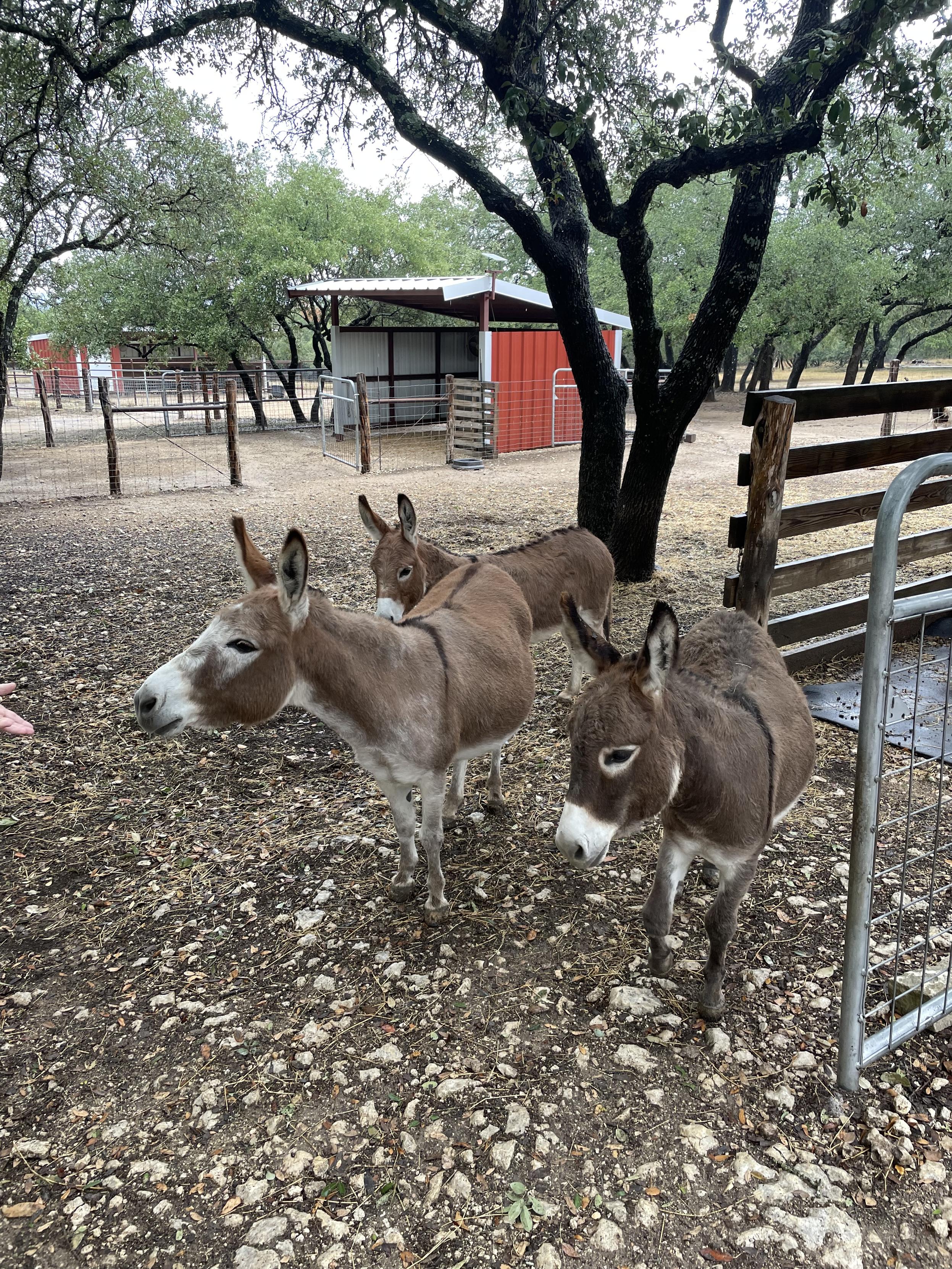 Three donkeys standing next to an oak tree