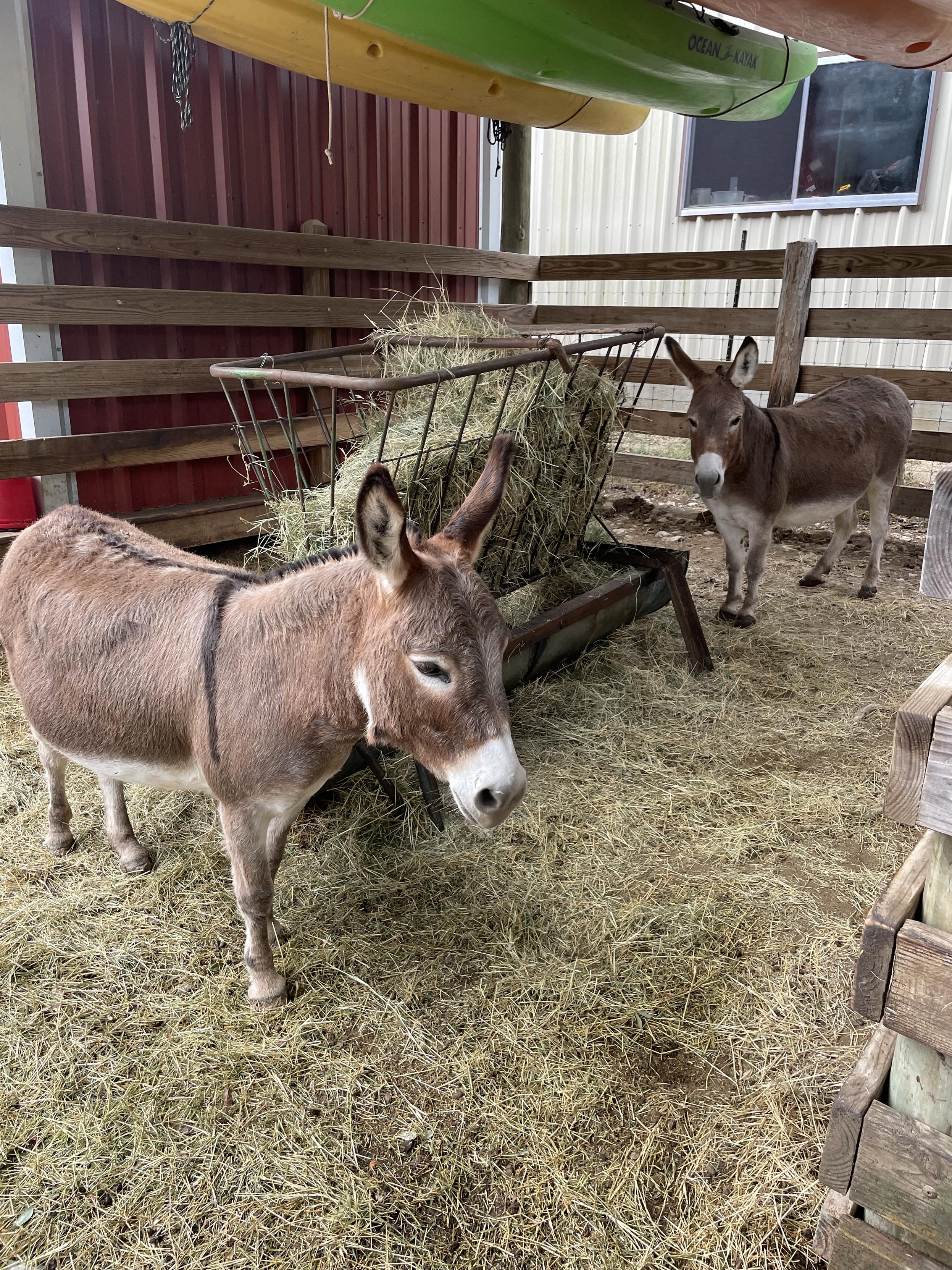 Two donkeys standing next to a hay bale