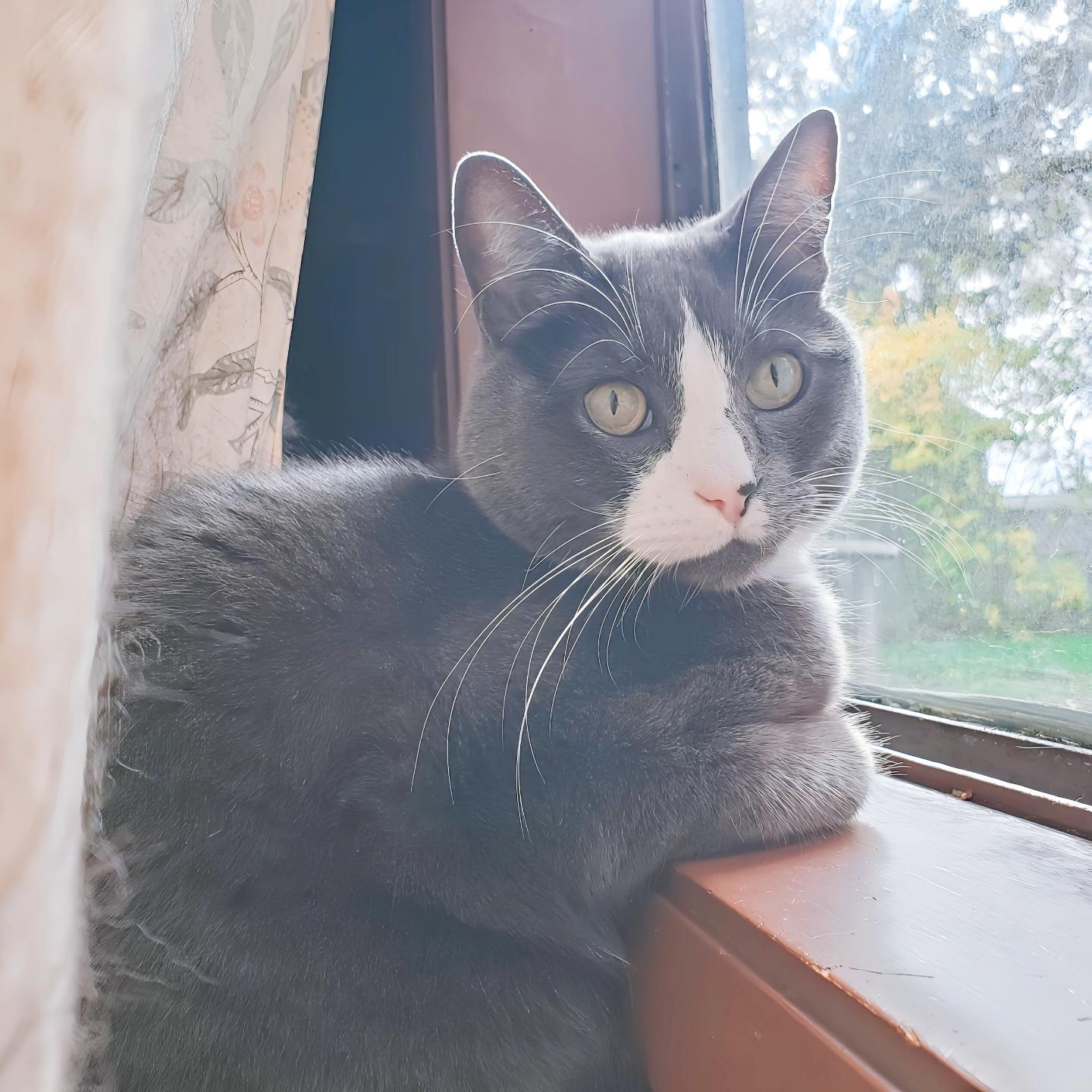 A gray and white cat resting on a brown windowsill, looking towards the viewer with bright green eyes. The cat's body is positioned partially in front of a window, with a curtain visible to the left. The window shows a blurry outdoor scene.