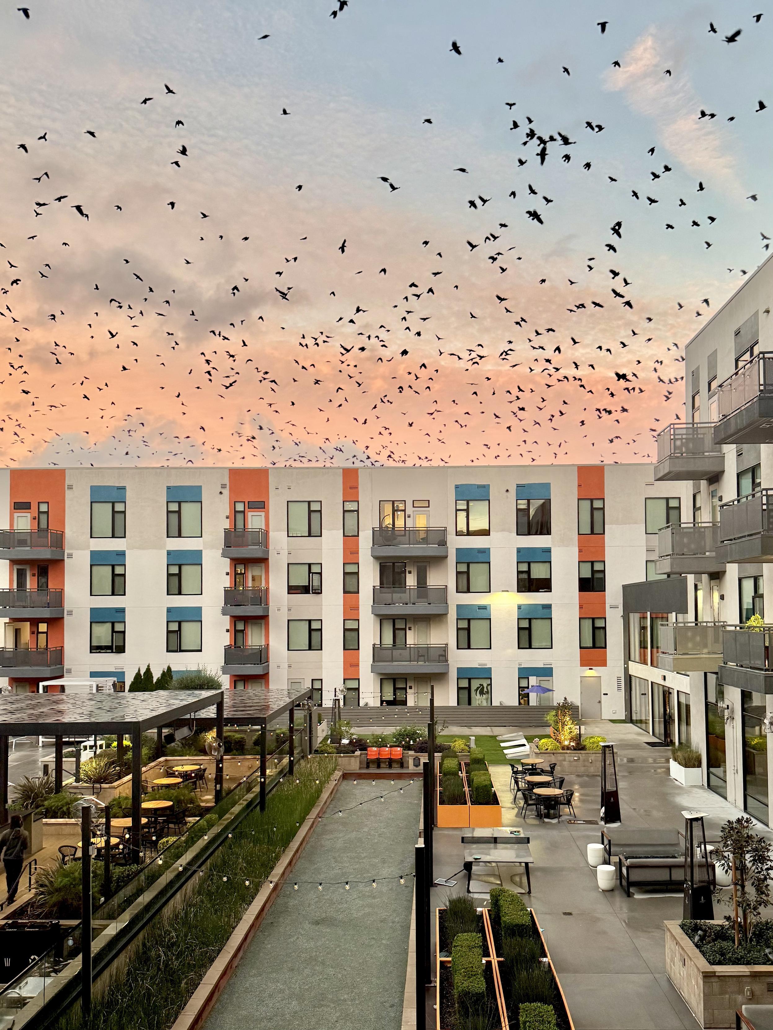 Hundreds of black birds (maybe crows?) flying over an apartment courtyard