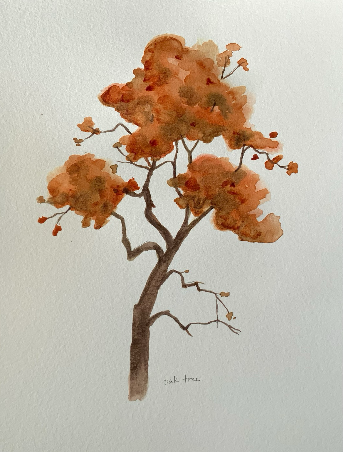 An autumn oak tree, with curvy branches and burnt umber leaves.