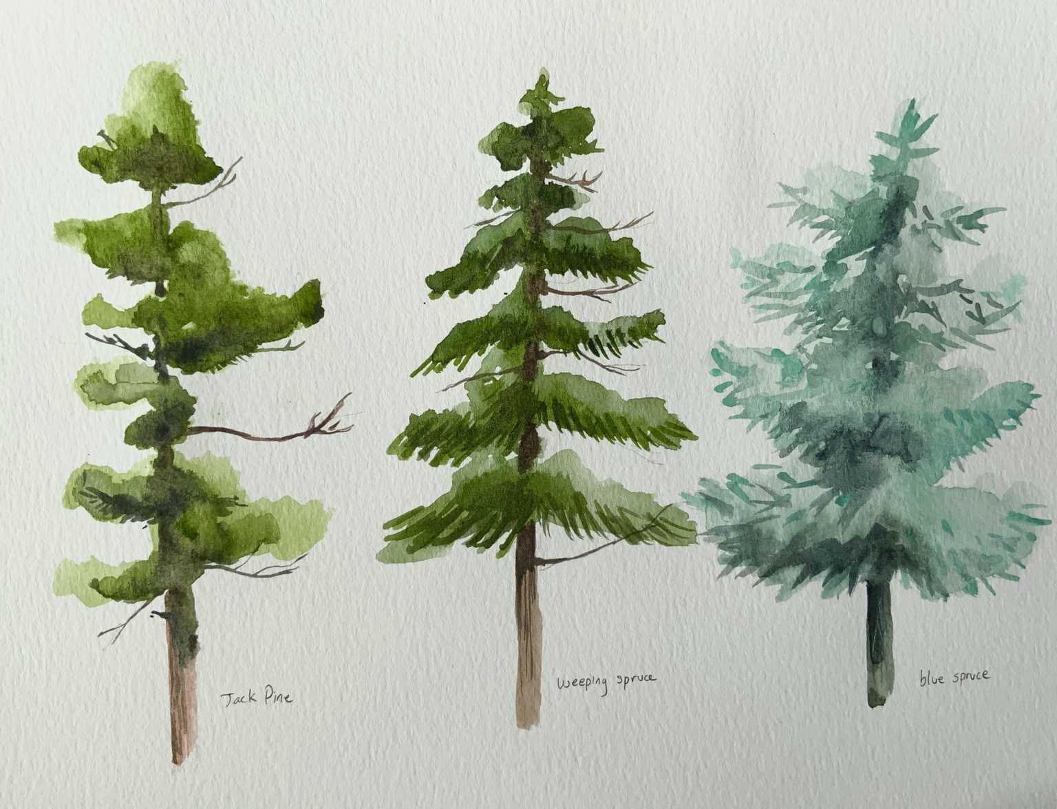 Three watercolor trees next to each other. One Jack Spruce, one Weeping Pine, one Blue Spruce. The last one has blue pine needles.