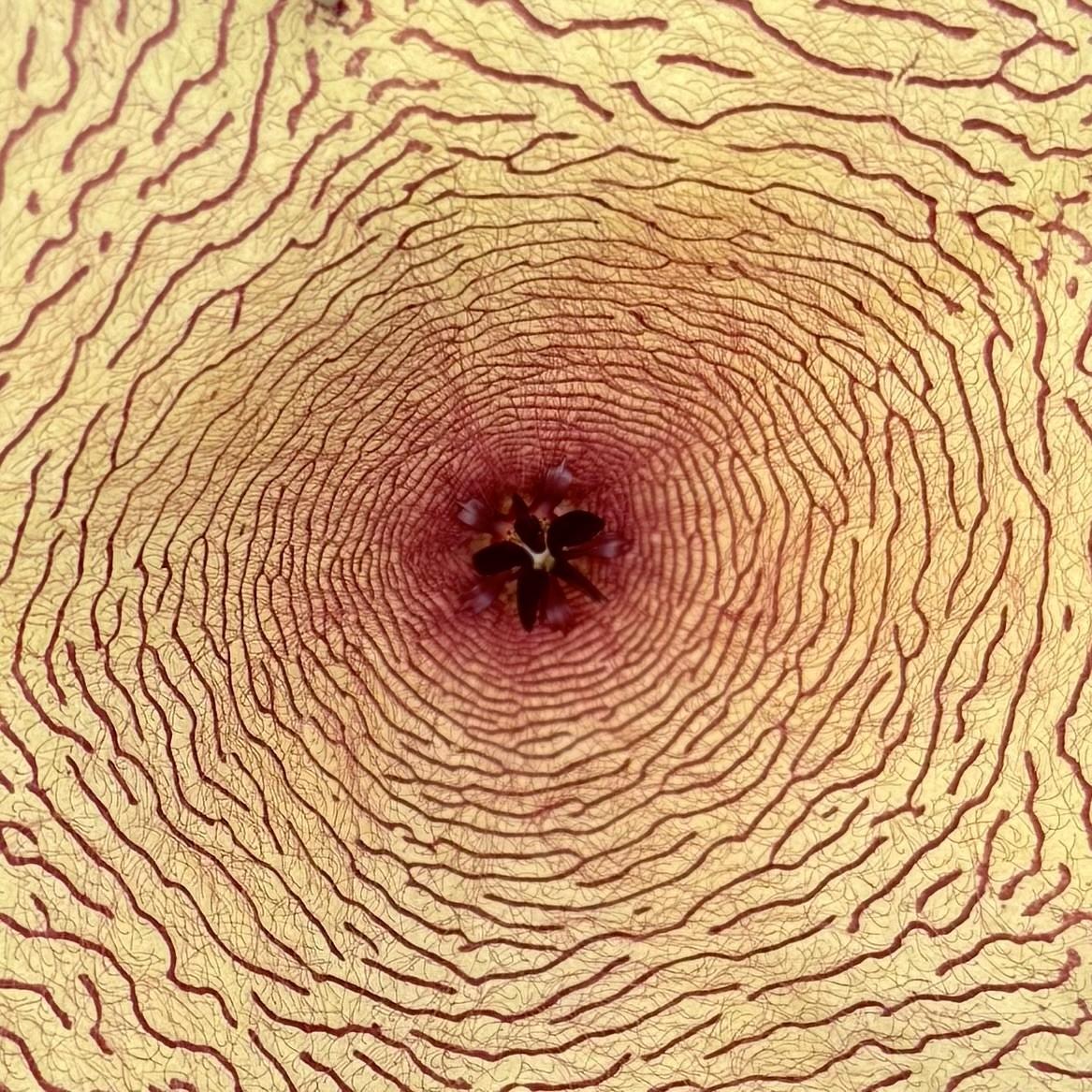 Closeup of the interior of an open carrion flower bloom. The flower is pale yellow with dark red veining that looks like topographical squiggles. The surface is covered in tiny fuzzy red hairs. At the center is a core of deep sanguine to maroon red. 
photo and alt-text by:
@mycrowgirl@flipping.rocks