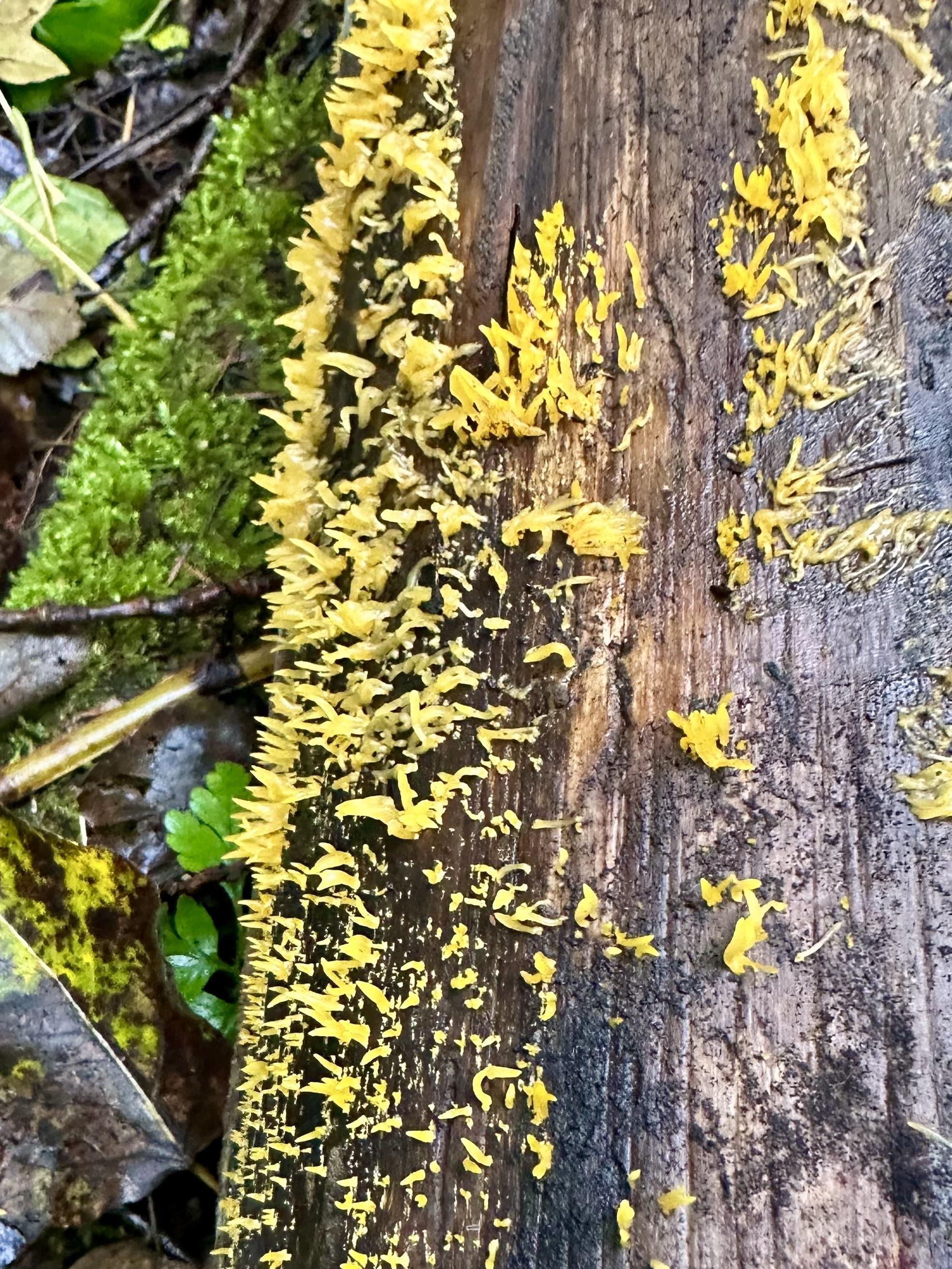 A spread of bright yellow tiny fingers of jelly-like fungus growing out from a fallen tree, with moss below. 
photo and alt-text by:
@Moss@beige.party