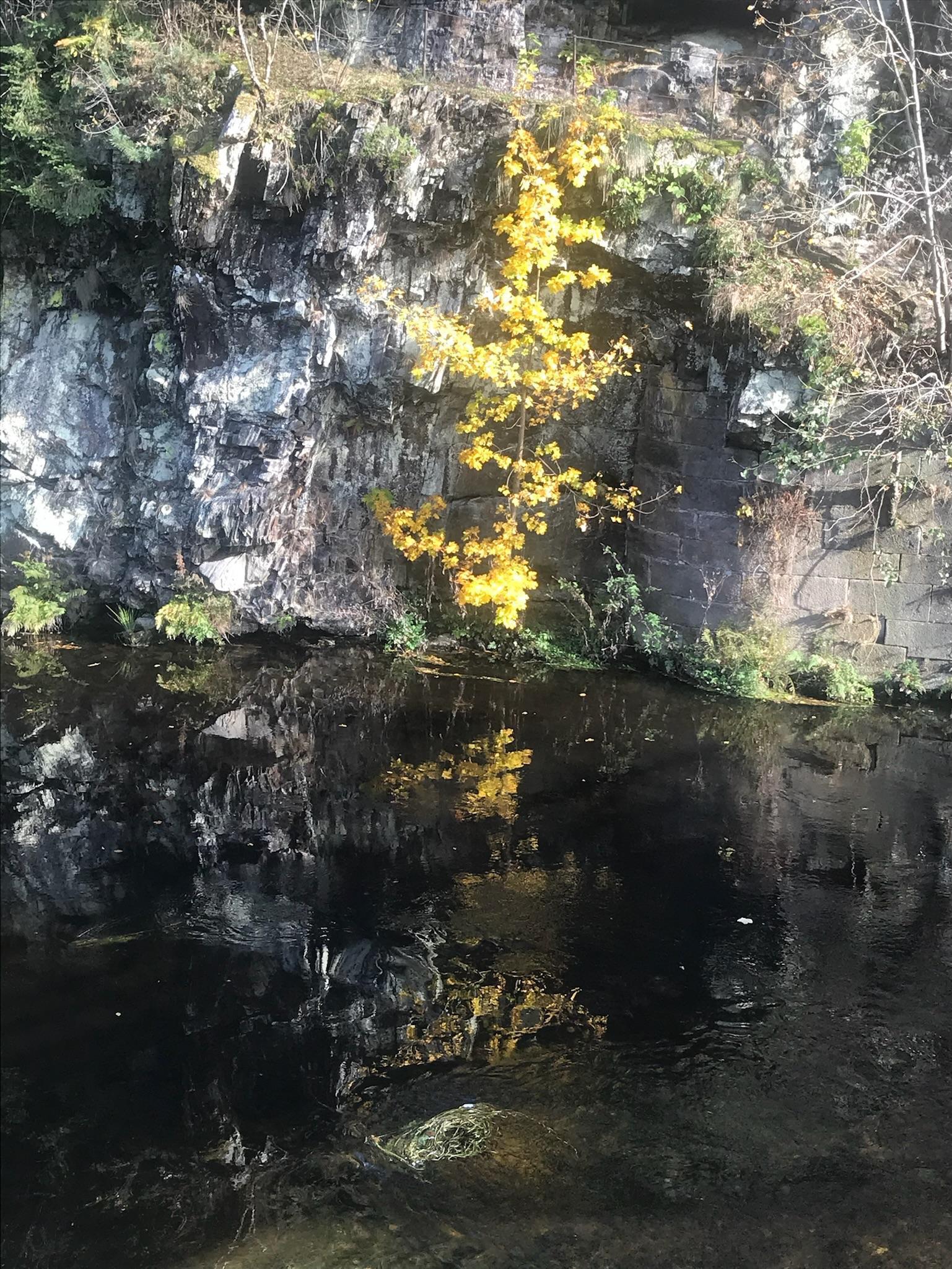 vertical line of yellow-leaved tree — growing from a stone wall, reflected in black water