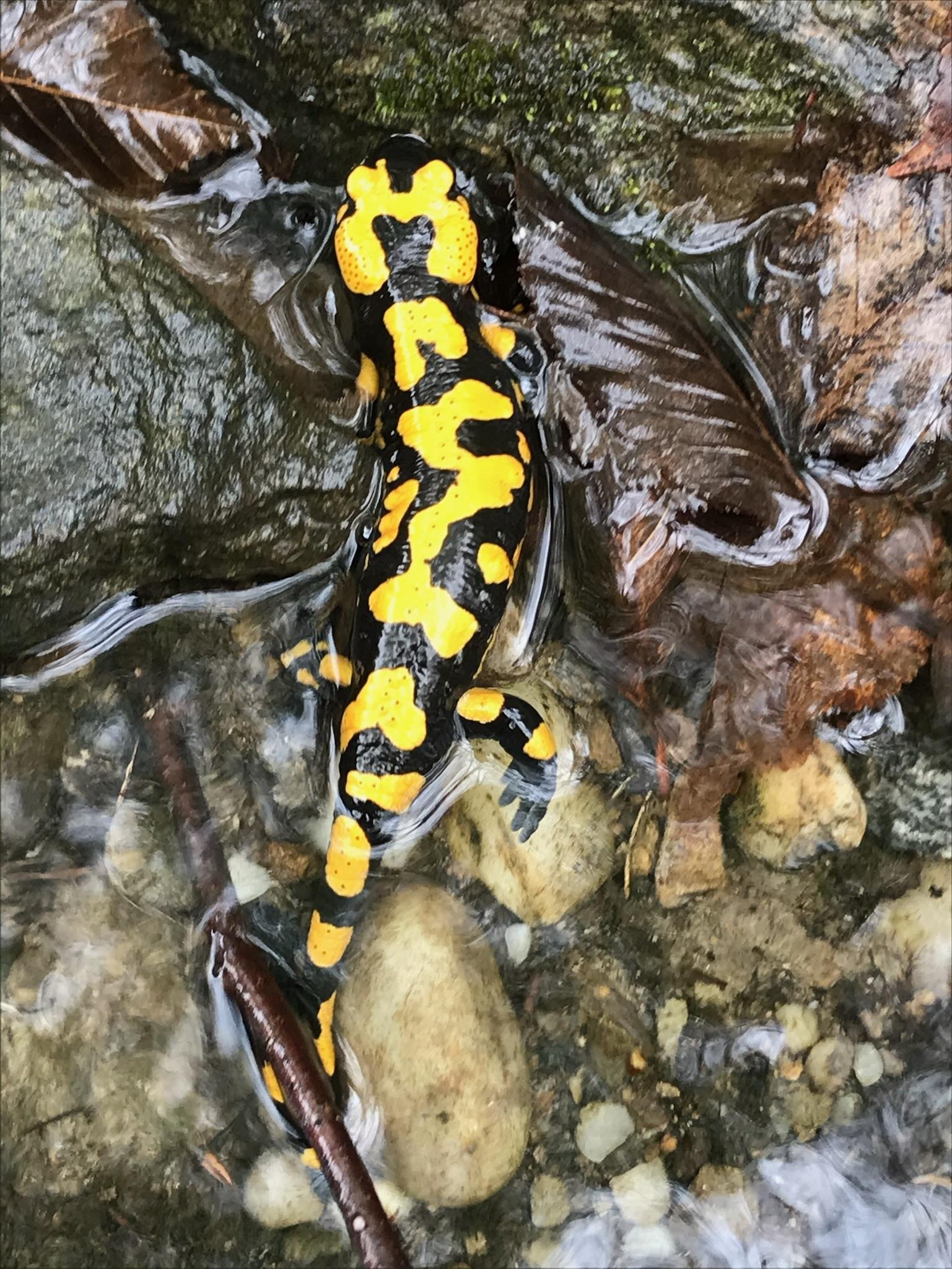 vertical line of yellow & black fire salamander — crawling through wet stones & water